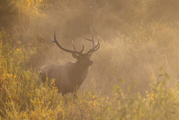 Obraz premium Bull Elk During the Rut in Autumn in Grand Teton National Park Wyoming