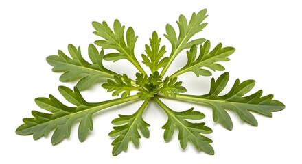 Fototapeta premium Green feathery leaves of a plant isolated on a white background