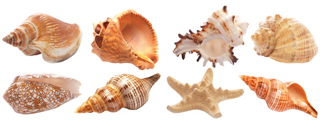 Collection of seashells isolated