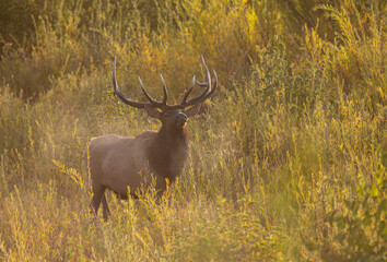 Bull Elk During the Rut in Autumn in Grand Teton National Park Wyoming