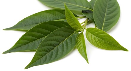 Obraz premium Fresh green leaves of a plant isolated on a white background
