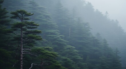 Misty evergreen forest on a foggy morning with tall pine trees