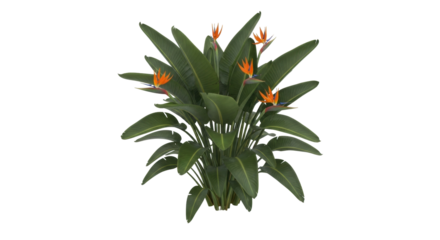 Isolated Bird of Paradise plant with broad leaves and orange flowers for design use