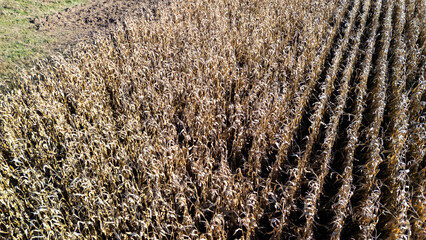 Aerial view of a dry cornfield with rows of harvested corn stalks, showcasing agricultural enthusiasm in late summer. The field is surrounded by green grass, highlighting farmland management and crop