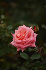 ピンク色のバラ