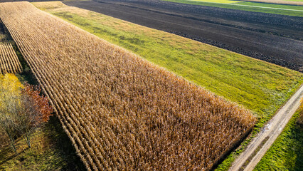 Aerial view of golden cornfield in autumn, showcasing vibrant colors and texture. Surrounding green...