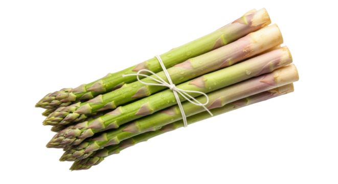 Isolated asparagus bundle ready for cooking, tied with string, fresh, delicious foodstuff