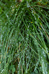 Dew drops on green grass. Green background