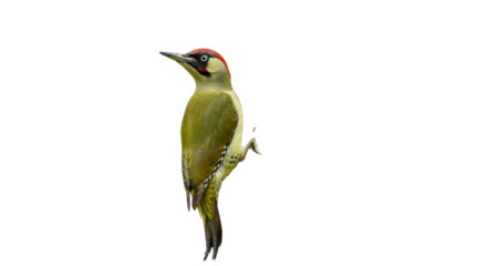 Isolated European Green Woodpecker standing, bird with plumage and red crown, no background