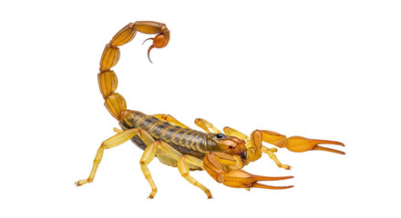 Isolated Scorpion with Curved Tail and Claws in Defense Position, Ready to Strike Out