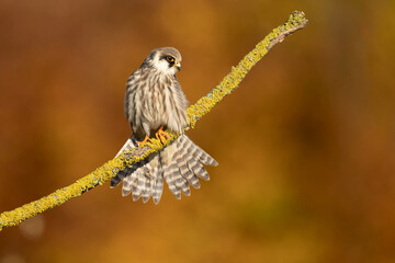 The red-footed falcon (Falco vespertinus), formerly the western red-footed falcon, is a bird of prey. It belongs to the family Falconidae, the falcons.