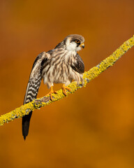 The red-footed falcon (Falco vespertinus), formerly the western red-footed falcon, is a bird of prey. It belongs to the family Falconidae, the falcons.