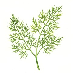 Fototapeta premium Watercolor Culinary Dill Herb Sprig Botanical Illustration on White Background