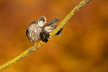 The red-footed falcon (Falco vespertinus), formerly the western red-footed falcon, is a bird of prey. It belongs to the family Falconidae, the falcons.