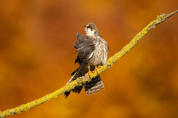 The red-footed falcon (Falco vespertinus), formerly the western red-footed falcon, is a bird of prey. It belongs to the family Falconidae, the falcons.