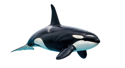 Isolated Orca or Killer Whale Showing Markings, Fins, and Tail with a Clear Backdrop © Ari