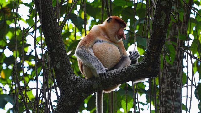 A proboscis monkey sits on a tree branch, viewed from a low angle. The lush greenery frames the scene, ideal for a wildlife video concept.