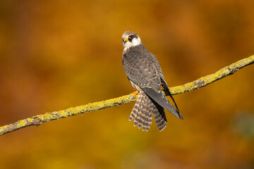 The red-footed falcon (Falco vespertinus), formerly the western red-footed falcon, is a bird of prey. It belongs to the family Falconidae, the falcons.