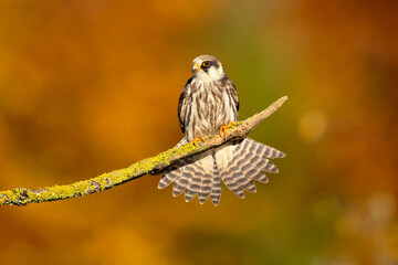 The red-footed falcon (Falco vespertinus), formerly the western red-footed falcon, is a bird of prey. It belongs to the family Falconidae, the falcons.