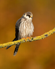 The red-footed falcon (Falco vespertinus), formerly the western red-footed falcon, is a bird of prey. It belongs to the family Falconidae, the falcons.