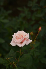 ピンク色のバラ