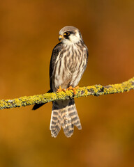 The red-footed falcon (Falco vespertinus), formerly the western red-footed falcon, is a bird of prey. It belongs to the family Falconidae, the falcons.