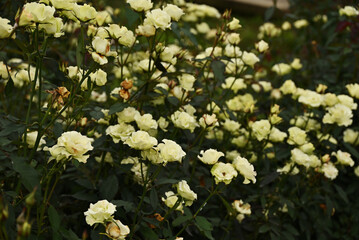 群生する白いバラ