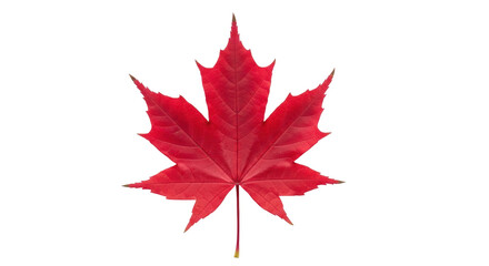 Isolated maple leaf, Canadian symbol of autumn colors, vibrant fall foliage, isolated cutout