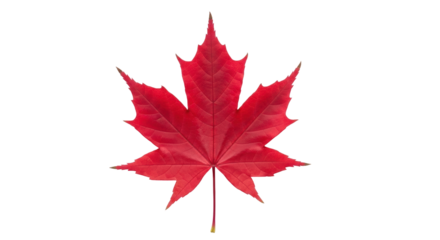 Isolated maple leaf, Canadian symbol of autumn colors, vibrant fall foliage, isolated cutout