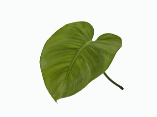 Top veiw, Bright fresh monstera leaf green color isolated on white background for design stock photo or advertisement. Genus of flowering plants