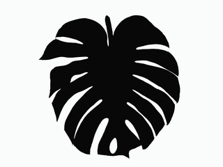 Top veiw, Bright fresh monstera leaf black color isolated on white background for design stock photo or advertisement. Genus of flowering plants