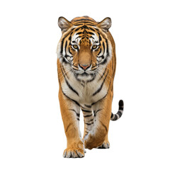 Fototapeta premium Majestic Bengal Tiger Striding Forward with Intensity on Isolated Transparent Canvas