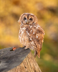 The tawny owl (Strix aluco), also called the brown owl, is a stocky, medium-sized owl in the family Strigidae. 