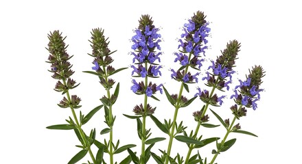 Naklejka premium Hyssop plant with purple blue flower spikes