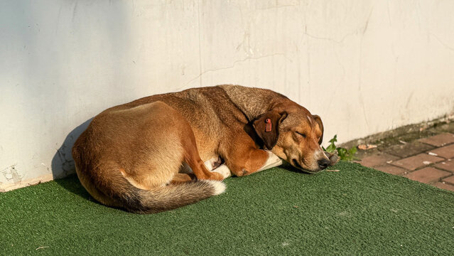 Brown stray dog sleeping peacefully on green grass near wall under warm sunlight, symbolizing loneliness, street life, kindness, compassion and animal welfare concept - Powered by Adobe