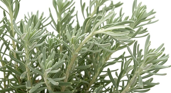 Close up of green rosemary herb plant leaves
