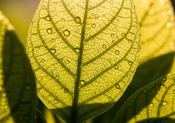 Obraz premium Soft leaf veins texture, translucent green foliage backlit by sunlight, macro close-up, natural organic symmetry