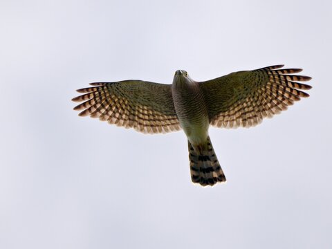 A shot of a Shikra in mid-flight, showcasing its beautifully barred underwings and tail plumage against a bright, clear sky at Khao Dinsor Chumphon Thailand