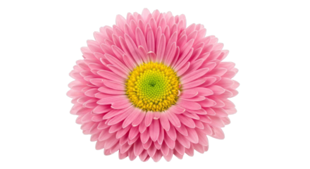 Isolated pink aster flower blossom on plain background view on transparent background