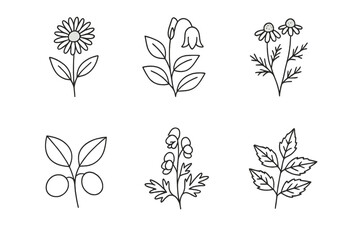 Fototapeta premium Homeopathy Remedy Icons. Line style icons of famous homeopathy remedies: Arnica montana, Belladonna, Chamomilla, Nux vomica,