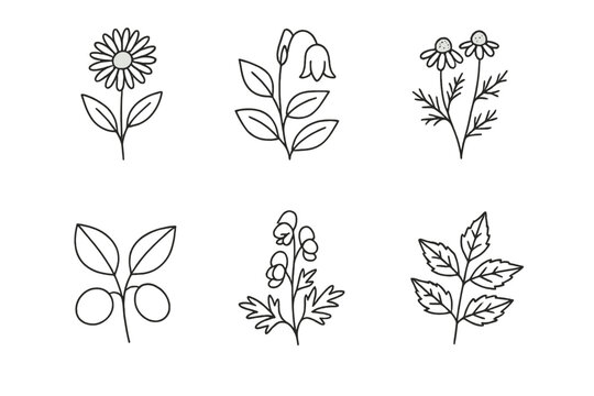 Homeopathy Remedy Icons. Line style icons of famous homeopathy remedies: Arnica montana, Belladonna, Chamomilla, Nux vomica,