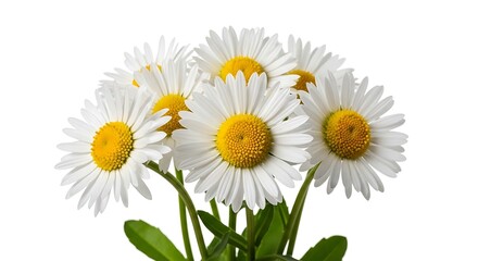 Cluster of white daisies with yellow centers