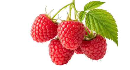 Fresh raspberries close up vibrant red fruit healthy eating on transparent background