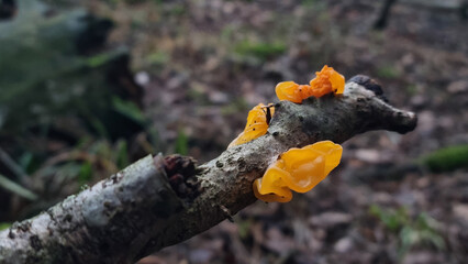 Obraz premium tremella mesenterica on the Birch branch. Selective focus.