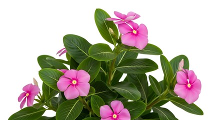 Vibrant pink vinca flowers with lush green leaves