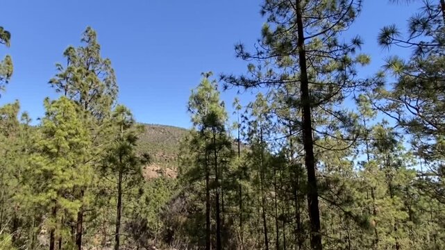 View from a hiking trail through the pine forest in El Contador Recreational Area near Arico village, Tenerife,Canary Islands,Spain,4K.