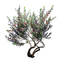 A flowering tree with delicate pink and purple blossoms and a textured brown trunk isolated on a transparent background with subtle lighting