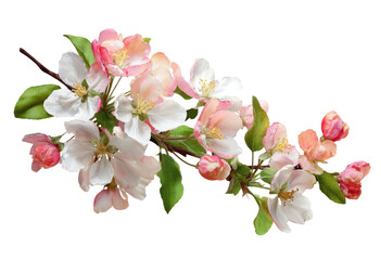 Obraz premium Delicate apple blossoms on a branch. Pink and white flowers, some in bud, on a dark background. Fresh spring blooms