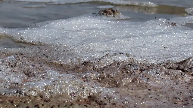 Artemia (Artemia salina) eggs mix with the salty foam of the estuary 