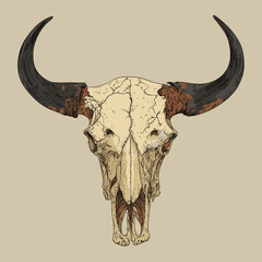 Vector illustration of a bison skull